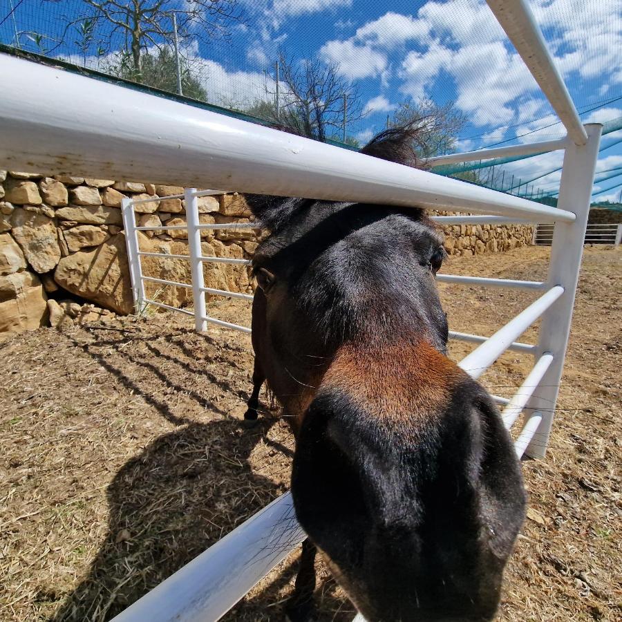 Agriturismo Il Drago Mirabella Imbaccari Zewnętrze zdjęcie
