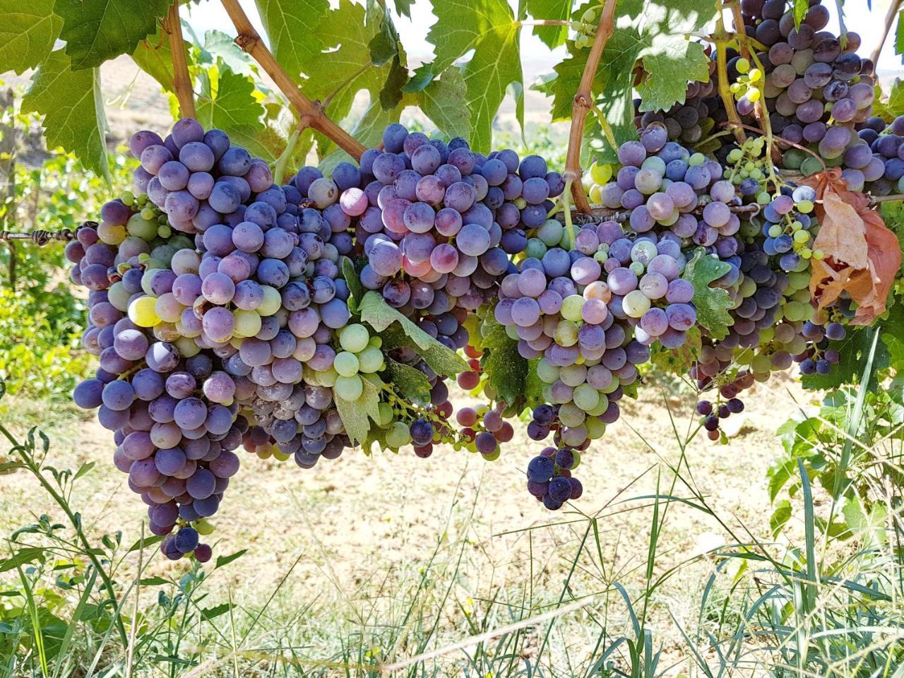 Agriturismo Il Drago Mirabella Imbaccari Zewnętrze zdjęcie